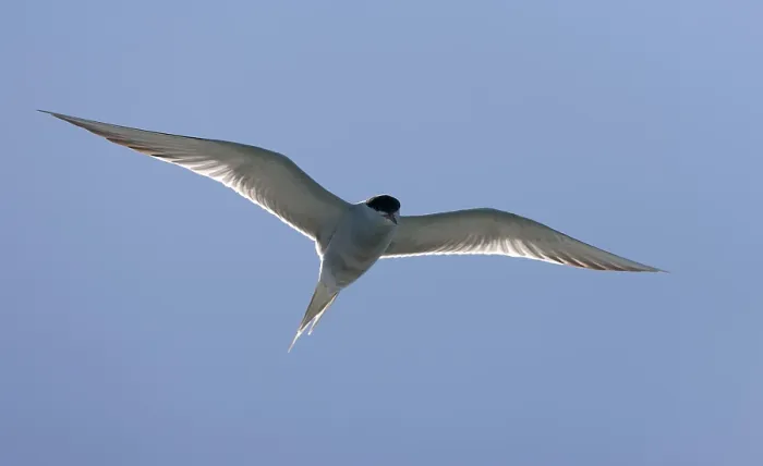 Gerahmter Druck : Gelbbauchsturmtaucher, Sterna hirundo hirundo Gerahmter Druck : Gelbbauchsturmtaucher, Sterna hirundo hirundo