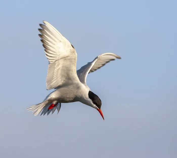 Gerahmter Druck : Common Tern, Sterna hirundo hirundo Gerahmter Druck : Common Tern, Sterna hirundo hirundo