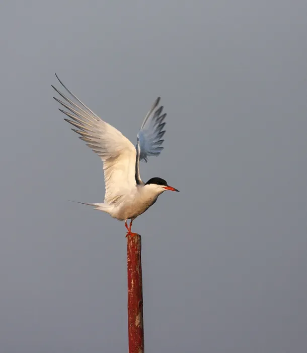 Gerahmter Druck : Gelbfußtern, Sterna hirundo hirundo Gerahmter Druck : Gelbfußtern, Sterna hirundo hirundo