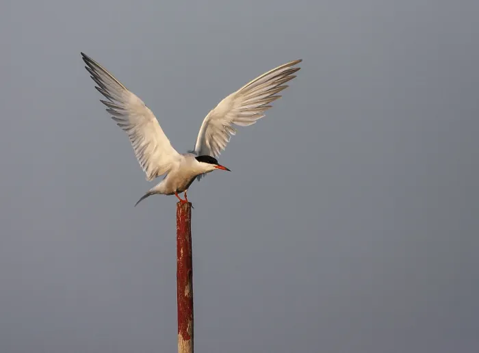 Gerahmter Druck : Gelbbauchsturmtaucher, Sterna hirundo hirundo Gerahmter Druck : Gelbbauchsturmtaucher, Sterna hirundo hirundo