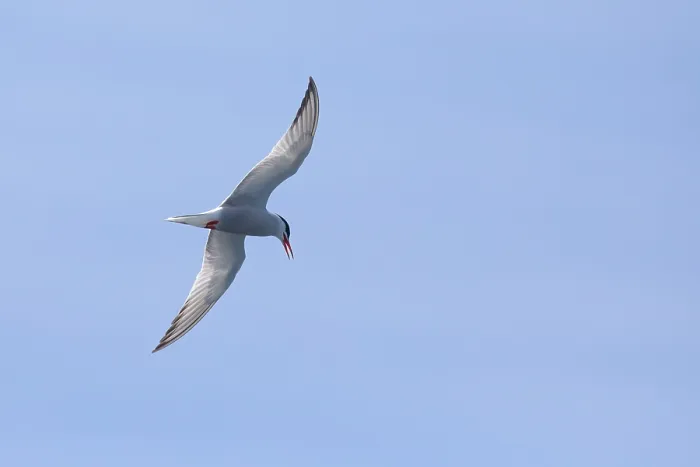 Gerahmter Druck : Gelbfußseeschwalbe, Sterna hirundo Gerahmter Druck : Gelbfußseeschwalbe, Sterna hirundo
