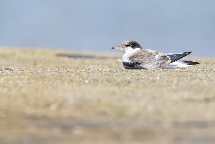 Gerahmter Druck : Gelbfuß-Tern, Visdief, Sterna hirundo Gerahmter Druck : Gelbfuß-Tern, Visdief, Sterna hirundo