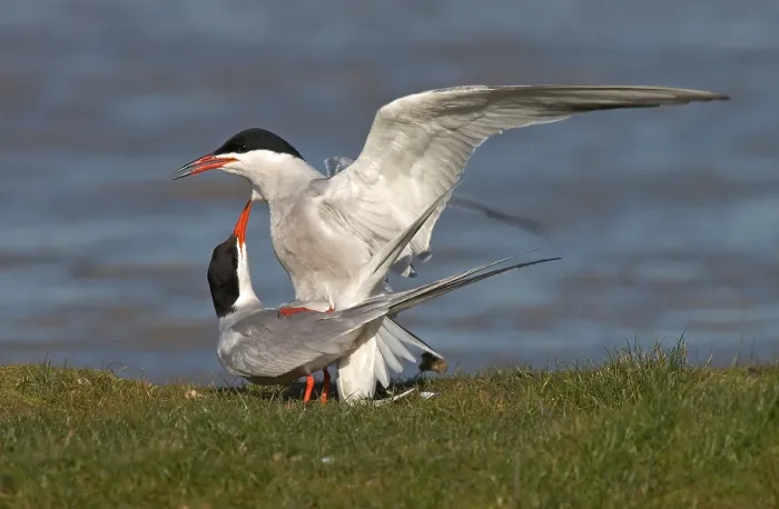 Gerahmter Druck : Gelbbauchsturmtaucher, Visdief, Sterna hirundo Gerahmter Druck : Gelbbauchsturmtaucher, Visdief, Sterna hirundo