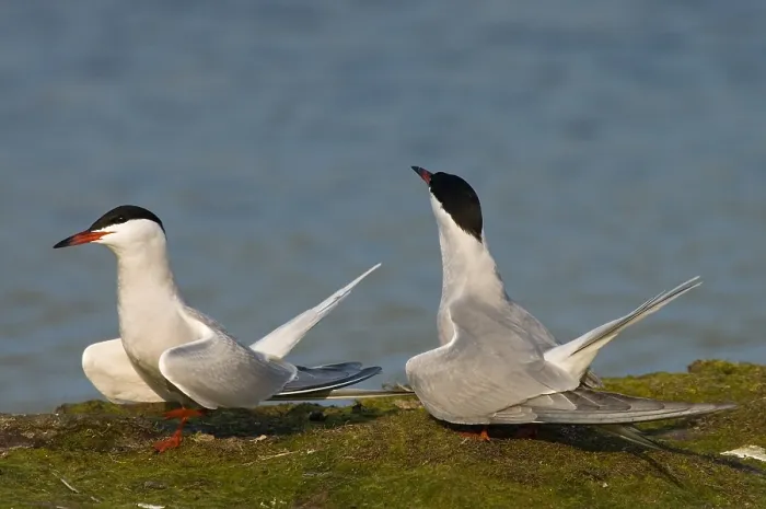 Gerahmter Druck : Graureiher, Visdief, Sterna hirundo Gerahmter Druck : Graureiher, Visdief, Sterna hirundo