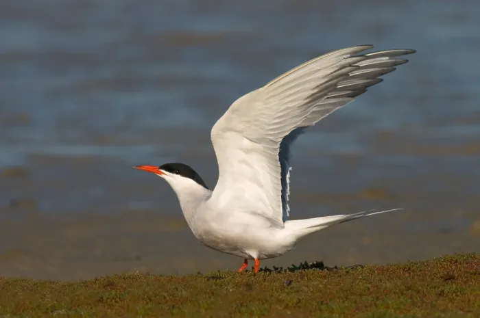 Gerahmter Druck : Gelbbraune Buntseeschwalbe, Visdief, Sterna hirundo Gerahmter Druck : Gelbbraune Buntseeschwalbe, Visdief, Sterna hirundo