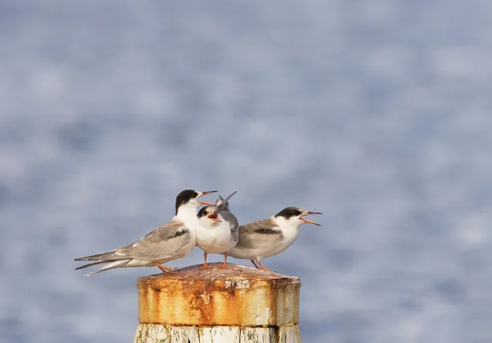 Gerahmter Druck : Agami-Bild des Gemeinen Schreiberlings, Visdief, Sterna hirundo Junge rufend, Visdief sitzend rufendes Jungtier Gerahmter Druck : Agami-Bild des Gemeinen Schreiberlings, Visdief, Sterna hirundo Junge rufend, Visdief sitzend rufendes Jungtier