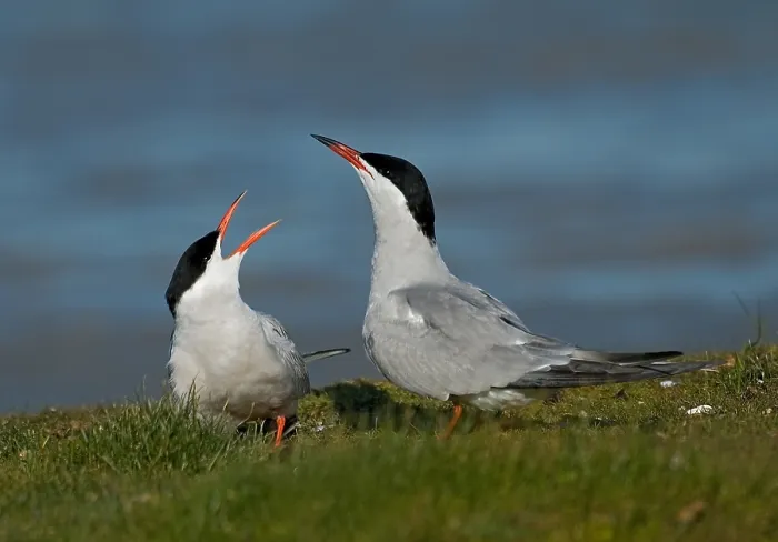 Gerahmter Druck : Gelbbauchsturmtaucher, Visdief, Sterna hirundo Gerahmter Druck : Gelbbauchsturmtaucher, Visdief, Sterna hirundo