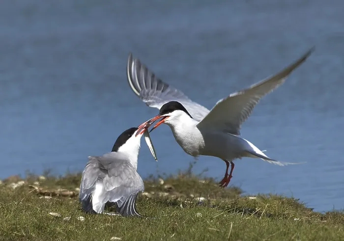 Gerahmter Druck : Gelbfußtern, Visdief, Sterna hirundo Gerahmter Druck : Gelbfußtern, Visdief, Sterna hirundo