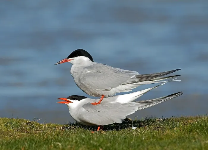 Gerahmter Druck : Gelbbauchsturmtaucher, Visdief, Sterna hirundo Gerahmter Druck : Gelbbauchsturmtaucher, Visdief, Sterna hirundo