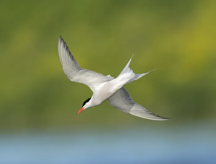 Gerahmter Druck : Common Tern; Sterna hirundo Gerahmter Druck : Common Tern; Sterna hirundo