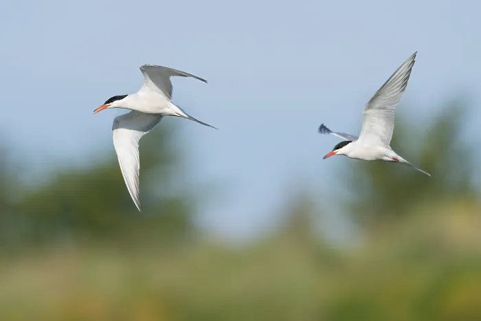 Gerahmter Druck : Gelbbauchsturmtaucher; Sterna hirundo Gerahmter Druck : Gelbbauchsturmtaucher; Sterna hirundo