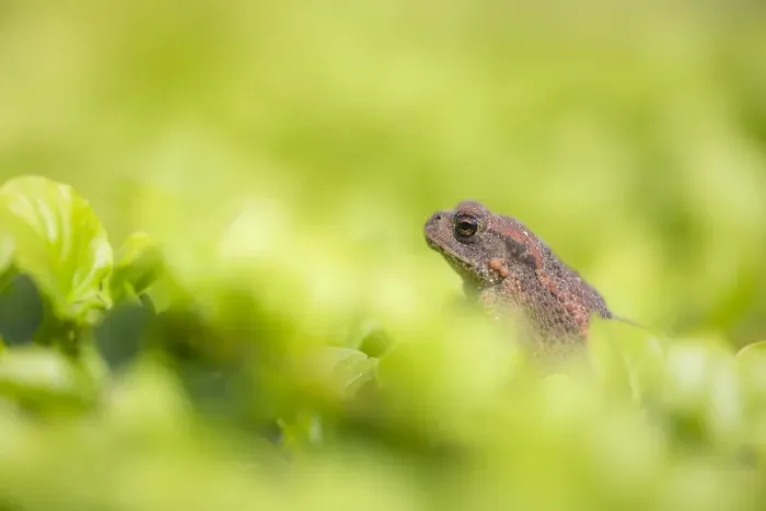Gerahmter Druck : Gemeiner Laubfrosch, Bufo bufo Gerahmter Druck : Gemeiner Laubfrosch, Bufo bufo