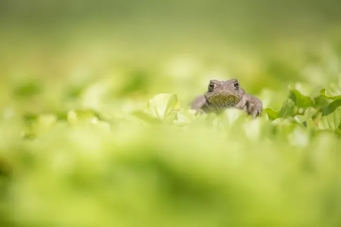Gerahmter Druck : Gemeiner Laubfrosch, Bufo bufo. Gerahmter Druck : Gemeiner Laubfrosch, Bufo bufo.