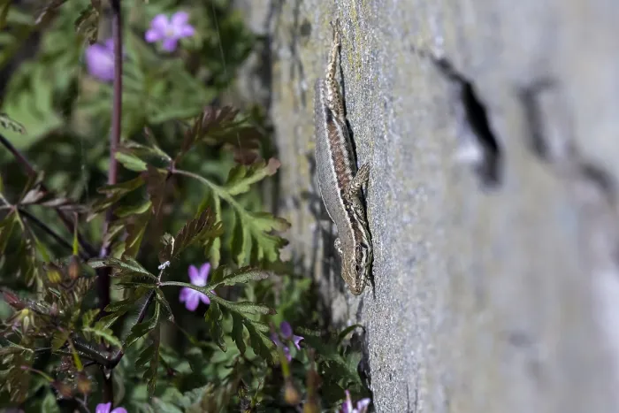 Gerahmter Druck : Gemeiner Waldeidechsen, Podarcis muralis Gerahmter Druck : Gemeiner Waldeidechsen, Podarcis muralis
