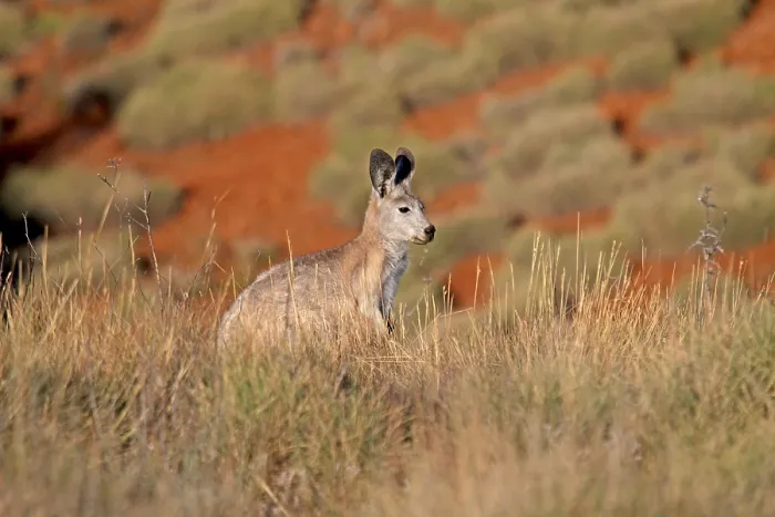 Gerahmter Druck : Gemeiner Wallaroo (Macropus robustus) Gerahmter Druck : Gemeiner Wallaroo (Macropus robustus)