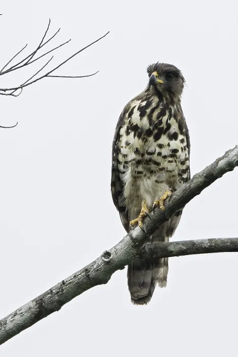 Gerahmter Druck : Kongo-Slangenadler, Kongo-Schlangebussard, Dryotriorchis spectabilis Gerahmter Druck : Kongo-Slangenadler, Kongo-Schlangebussard, Dryotriorchis spectabilis