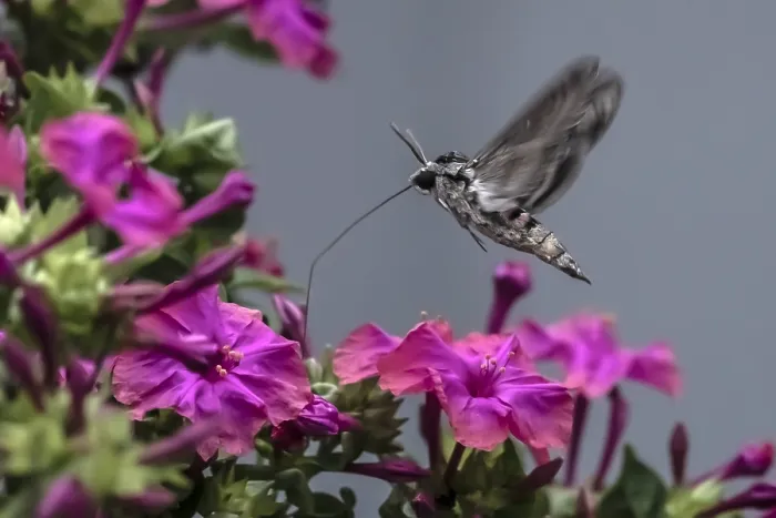 Gerahmter Druck : Convolvulus-Schmetterling, Agrius convolvuli Gerahmter Druck : Convolvulus-Schmetterling, Agrius convolvuli