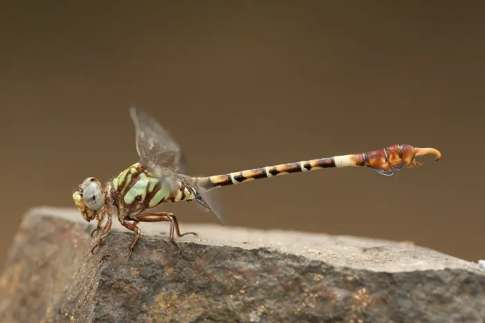Gerahmter Druck : Corkscrew-Hooktail, Paragomphus elpidius Gerahmter Druck : Corkscrew-Hooktail, Paragomphus elpidius