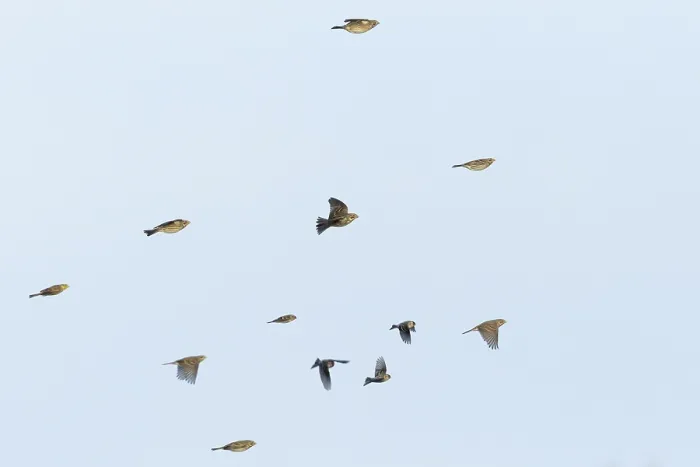 Gerahmter Druck : Kornweihe, Emberiza calandra