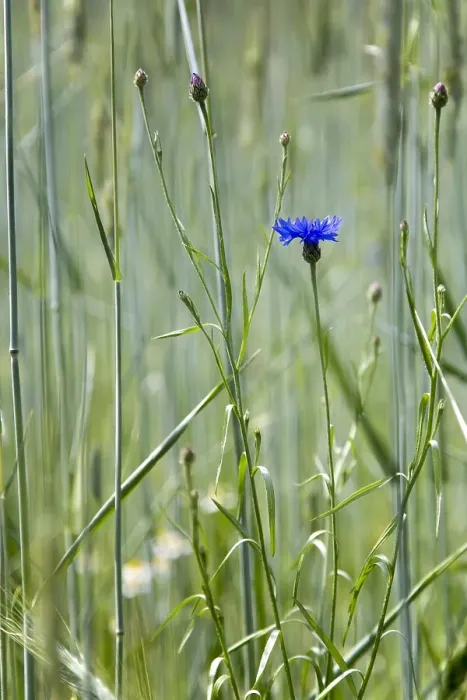 Gerahmter Druck : Blauer Kornblume, Centaurea cyanus Gerahmter Druck : Blauer Kornblume, Centaurea cyanus