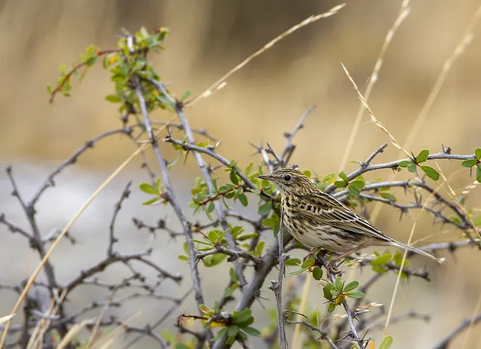 Gerahmter Druck : Correndera-Pipit, Anthus correndera Gerahmter Druck : Correndera-Pipit, Anthus correndera