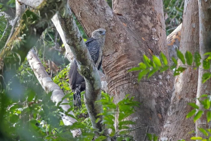 Gerahmter Druck : Kronenadler, Morphnus guianensis