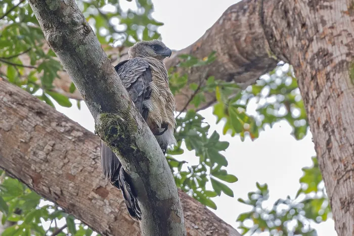 Gerahmter Druck : Kronenadler, Morphnus guianensis Gerahmter Druck : Kronenadler, Morphnus guianensis