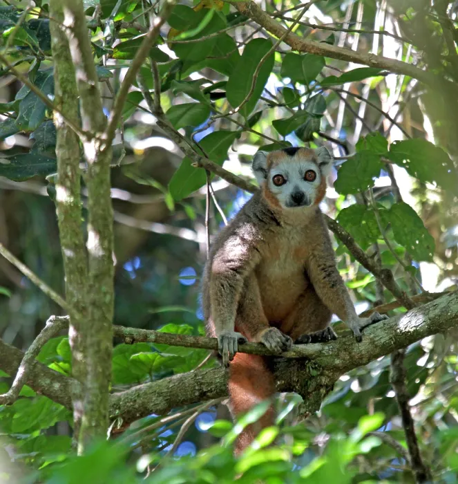 Gerahmter Druck : Kronenlemur, Eulemur coronatus Gerahmter Druck : Kronenlemur, Eulemur coronatus
