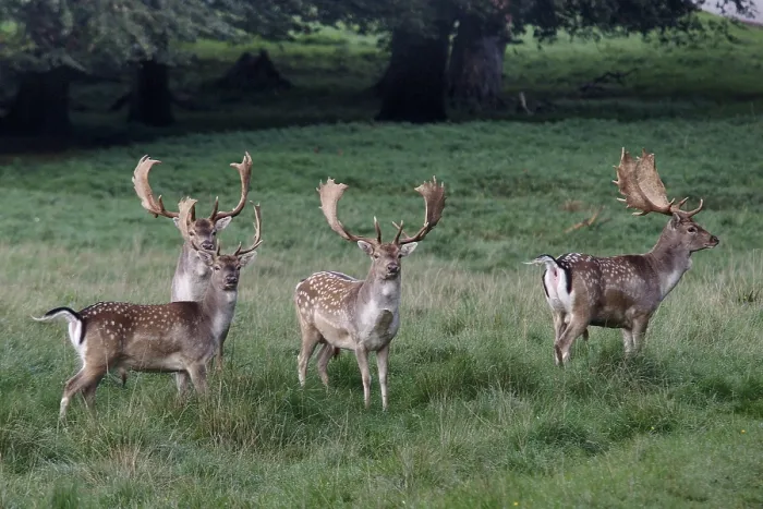 Gerahmter Druck : deer Gerahmter Druck : deer