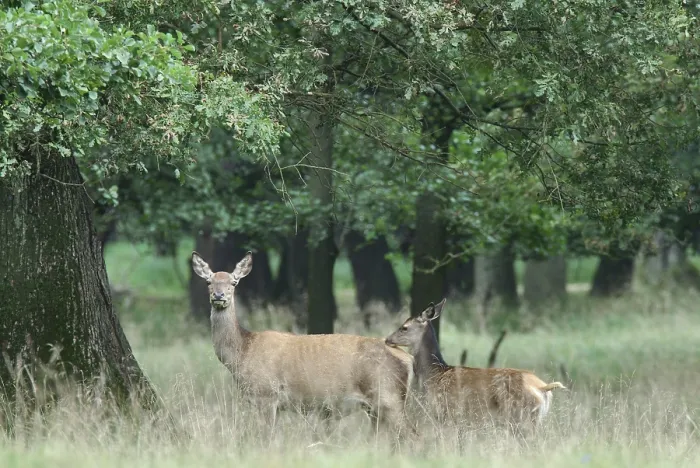 Gerahmter Druck : deer Gerahmter Druck : deer