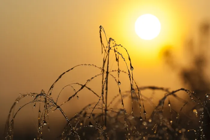 Gerahmter Druck : Morgentau bewachsenes Gras. Gerahmter Druck : Morgentau bewachsenes Gras.