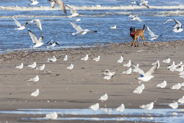 Gerahmter Druck : Hund jagt Möwen am Strand. Gerahmter Druck : Hund jagt Möwen am Strand.