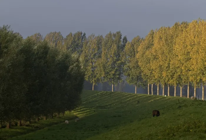 Gerahmter Druck : De Biesbosch Gerahmter Druck : De Biesbosch