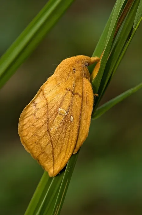 Gerahmter Druck : Trankmolch, Rietvink, Euthrix potatoria