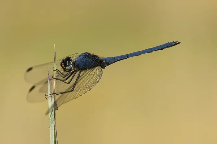 Gerahmter Druck : Dropwing-Art, Trithemis-Art Gerahmter Druck : Dropwing-Art, Trithemis-Art
