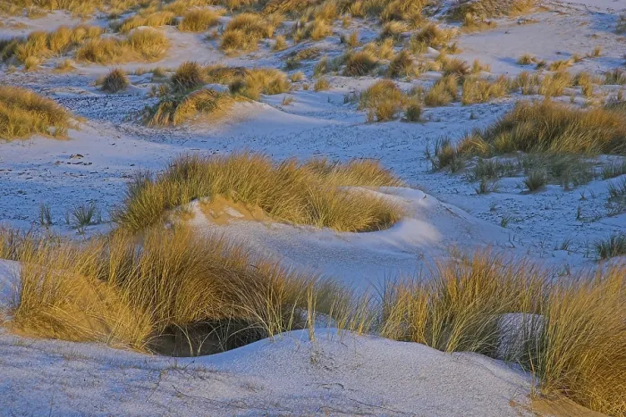 Gerahmter Druck : Duinen, Dünen Gerahmter Druck : Duinen, Dünen