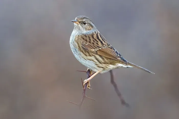 Gerahmter Druck : Dunnock, Prunella modularis Gerahmter Druck : Dunnock, Prunella modularis