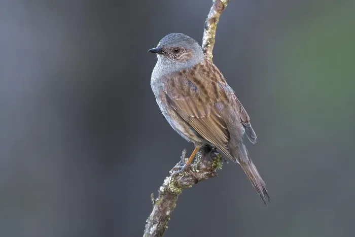 Gerahmter Druck : Dunnock, Prunella modularis