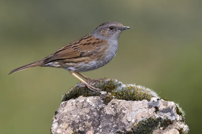 Gerahmter Druck : Dunneck, Prunella modularis Gerahmter Druck : Dunneck, Prunella modularis