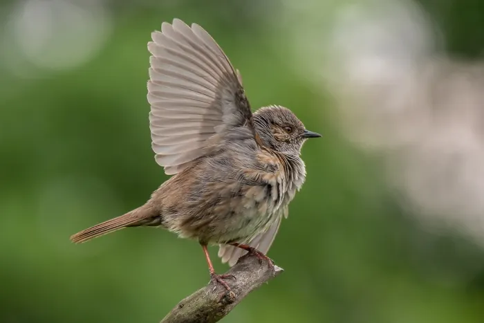 Gerahmter Druck : Dunnock, Prunella modularis Gerahmter Druck : Dunnock, Prunella modularis