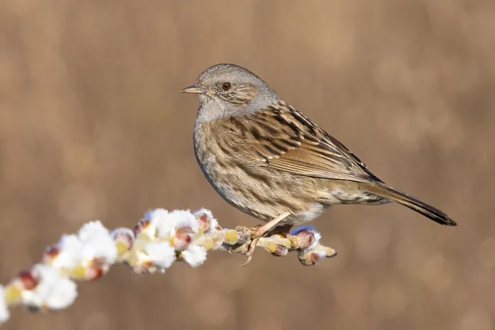 Gerahmter Druck : Dunnock, Prunella modularis Gerahmter Druck : Dunnock, Prunella modularis