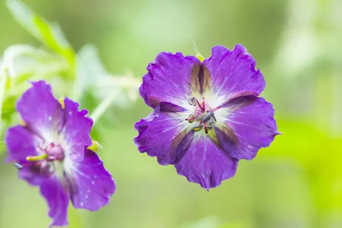 Gerahmter Druck : Dusky Crane's-bill, Geranium phaeum Gerahmter Druck : Dusky Crane's-bill, Geranium phaeum
