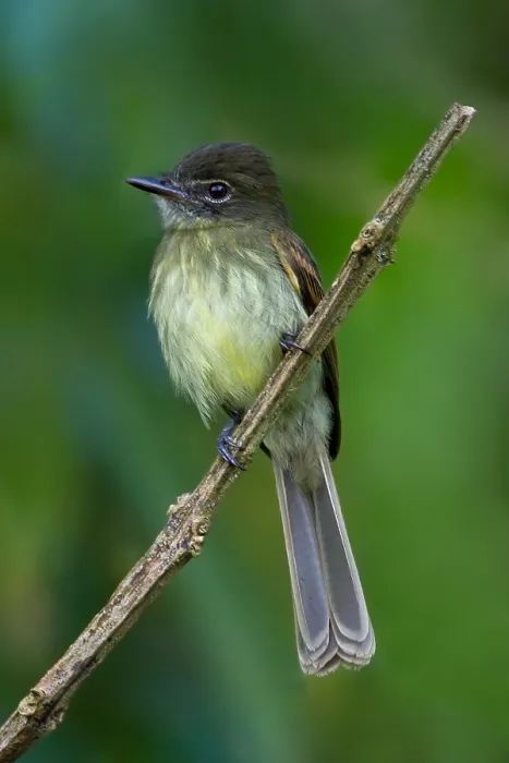 Gerahmter Druck : Dusky-tailed Flachschwanz Gerahmter Druck : Dusky-tailed Flachschwanz