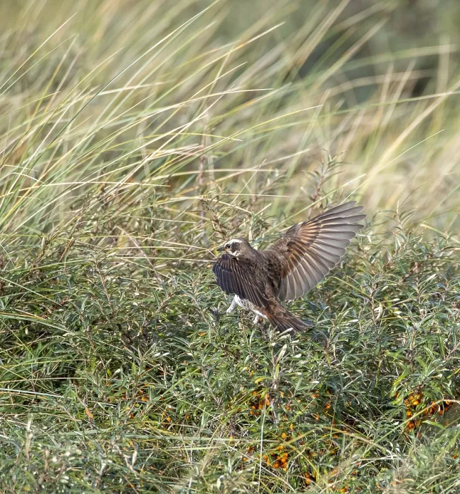 Gerahmter Druck : Dusky Thrush, Turdus naumanni Gerahmter Druck : Dusky Thrush, Turdus naumanni
