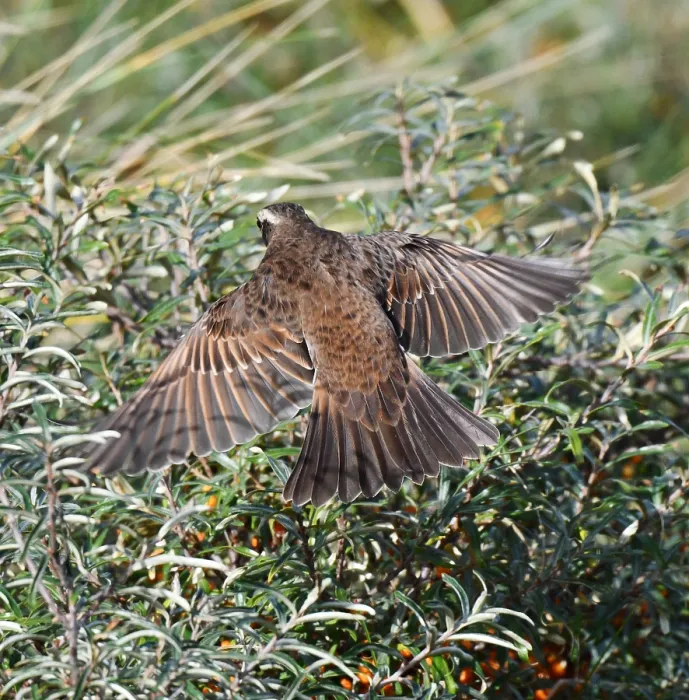 Gerahmter Druck : Dusky Thrush, Turdus eunomus Gerahmter Druck : Dusky Thrush, Turdus eunomus