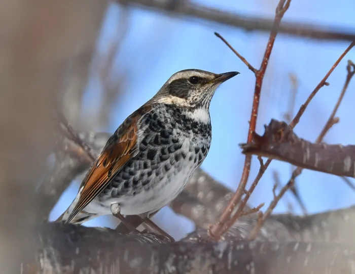 Gerahmter Druck : Dusky Thrush, Turdus naumanni