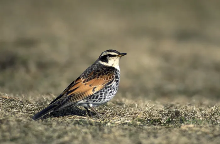 Gerahmter Druck : Dusky Thrush, Turdus naumanni