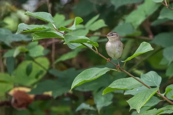 Gerahmter Druck : Dusky Warbler, Phylloscopus fuscatus Gerahmter Druck : Dusky Warbler, Phylloscopus fuscatus