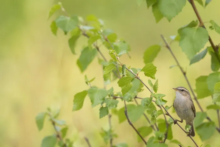 Gerahmter Druck : Dusky Warbler, Phylloscopus fuscatus Gerahmter Druck : Dusky Warbler, Phylloscopus fuscatus