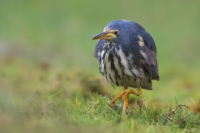 Gerahmter Druck : Dwarf-Bittern, Ixobrychus sturmii Gerahmter Druck : Dwarf-Bittern, Ixobrychus sturmii